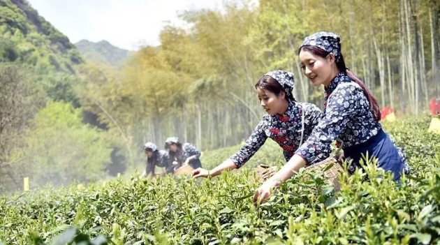 春茶上市时的采茶姑娘