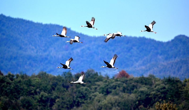 霍山东淠河湿地迎来今秋首批白枕鹤