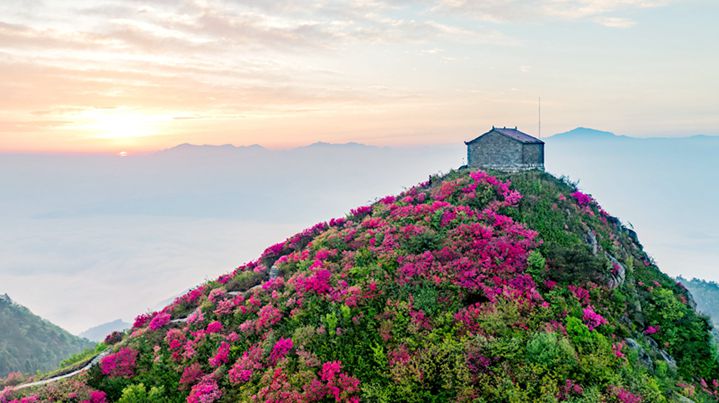 Azaleas Paint a Unique Scene on Wufeng Mountain