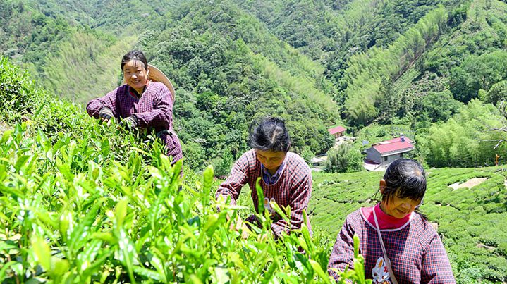 Tea Harvest in Full Swing in Core Production Area