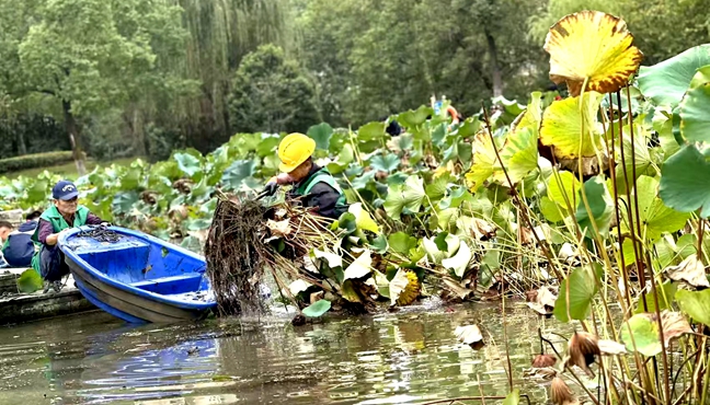 荷塘清淤