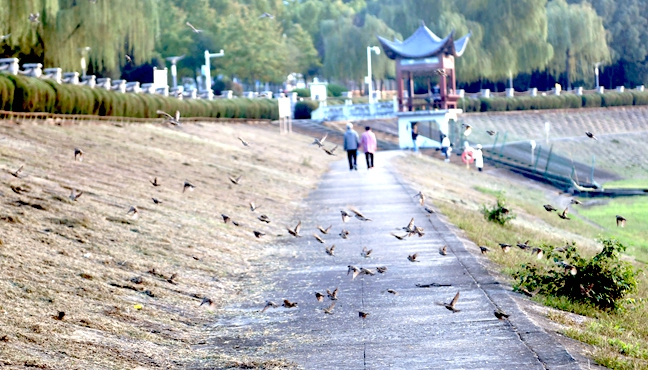 飞鸟翩跹秋色里