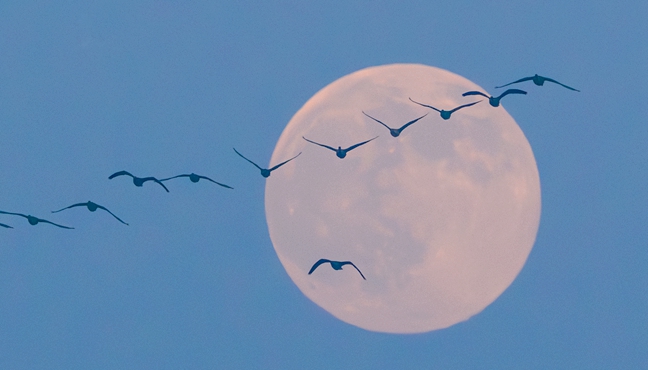 候鸟邂逅“超级月亮”