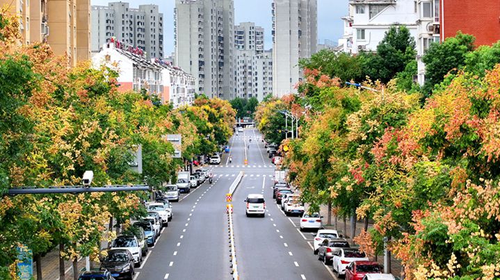 Blooming Golden Rain Trees Paint the City in Autumn Shades