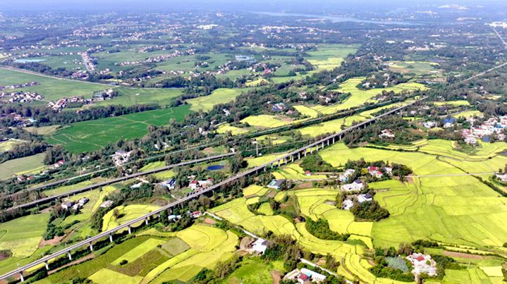 Golden Rice Waves Paint a Picture of Harvest