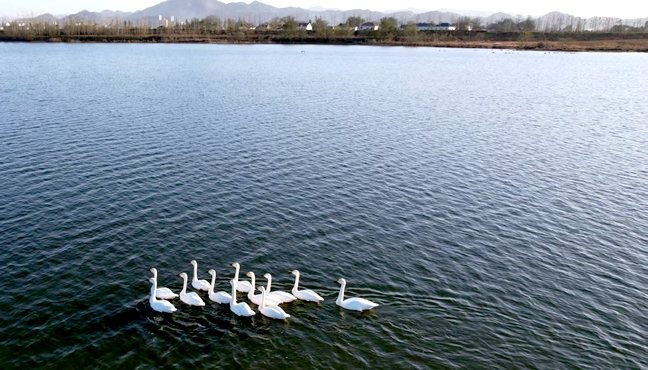 天鹅“做客”大别山