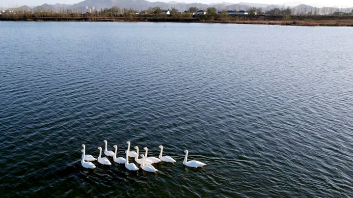 Swans “Visit” the Dabie Mountains