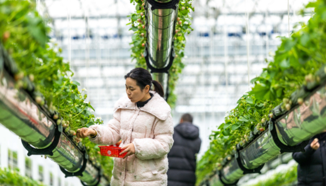 草莓“升空”效益落地