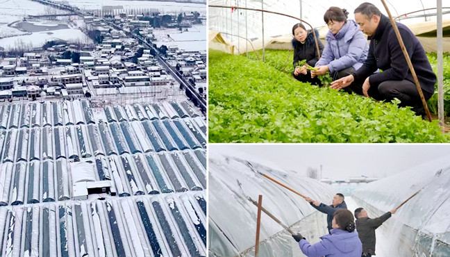 雪中送技护“菜篮”