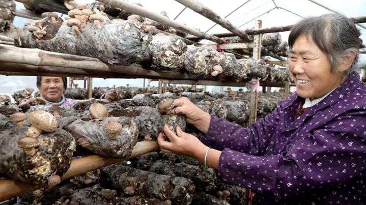 Small Shiitake, Big “Mushroom Power”