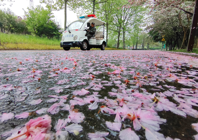 一场春雨过　落“樱”亦缤纷