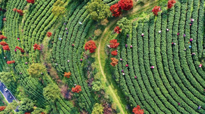 First Spring Tea Harvest Begins in Tea-Producing Areas