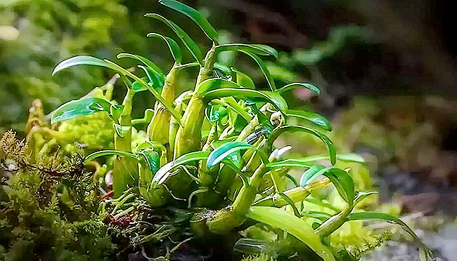 安徽唯一！霍山石斛生物遗传资源获取与惠益分享实践成果将亮相5·22国际生物多样性日全国主场活动
