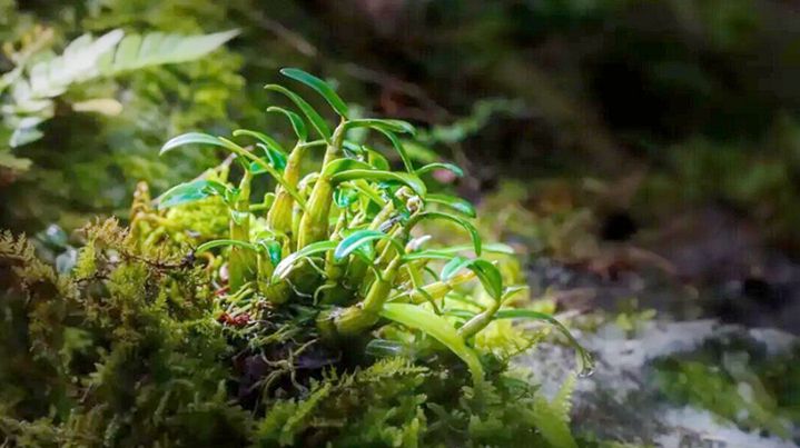 Anhui’s Only Representative Project to Be Showcased at China's International Day for Biological Diversity Main Event