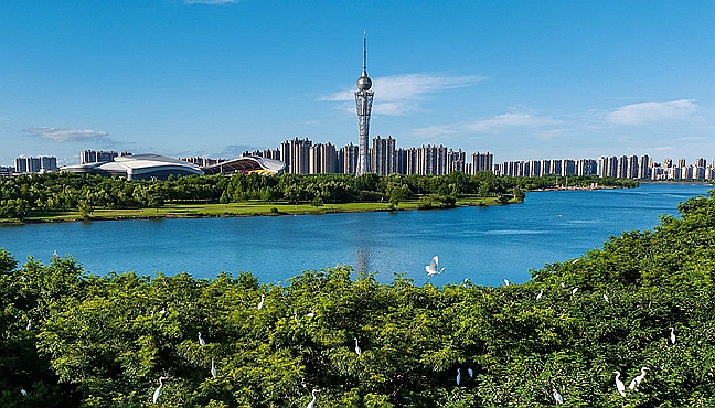 白鹭栖碧水