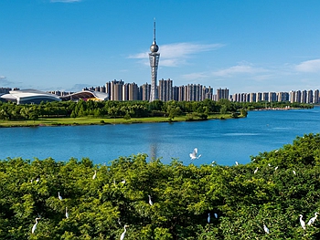 白鹭栖碧水
