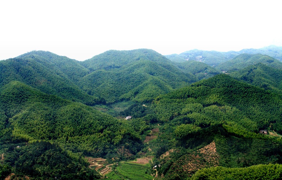 1霍山县“万亩竹海”毛竹基地.JPG