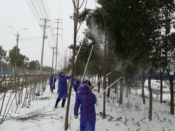 4包保路段将军路段清除树木积雪.jpg